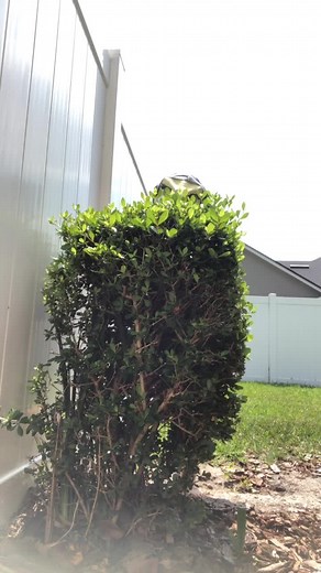 Banda wanted to get dressed up today🤪#uptowngirl