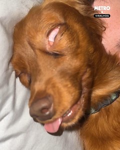 I just know that dream is wild | Metro