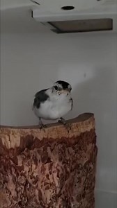 Current Patient: White-breasted Nuthatch This White-breasted Nuthatch was admitted to our Wildlife Rehabilitation Hospital in May after it was found after having fallen from its nest. At that time, the baby was a nestling and should not have been seen out of the nest. Luckily he did not suffer any injuries from the fall, but he was in need of hydration and care until he is ready for release. This nuthatch is now a fledgling and very active! In the video below you can see his adorable fledgling “