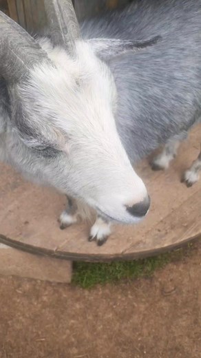 Poison Ivy Copperhead Farm & Sawmill on Telegram and FB #ImSingle #farmlife #babygoats | Jack Short