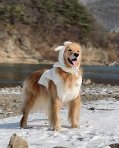 Princess ❤ | Golden Retriever