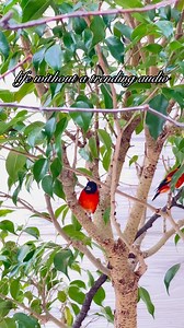 Stop scrolling and enjoy the sights and sounds of the National Aviary 💖✨ | National Aviary