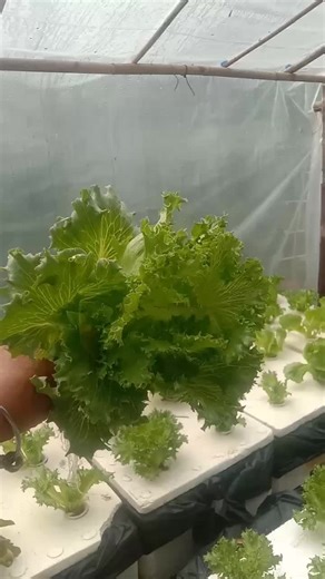 ดาวฮาริส บน TikTok