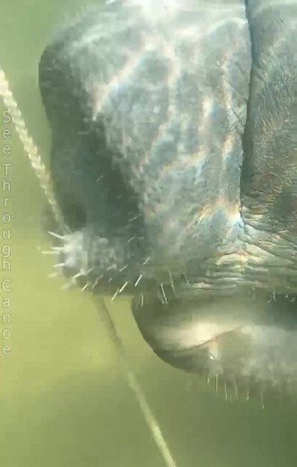 79K views · 1.8K reactions | Manatee holding on to my anchor line and...