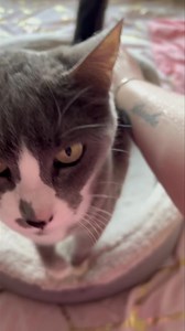 20K views · 1.3K reactions | Sweetums is still giving me the cold shoulder. But beanie is snuggling up enough for them both. | Bean Bunny and Sweetums | Facebook