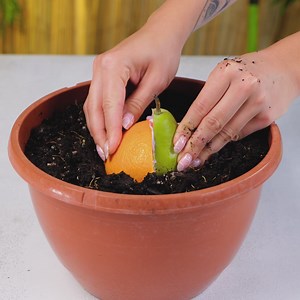 71K views · 83 reactions | Cara mudah untuk menanam tanaman Anda sendiri! | Kerajinan 5-Menit Laki-Laki | Facebook