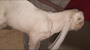 World Class Gulabi Goats Farming | Haqqi Goat Farm