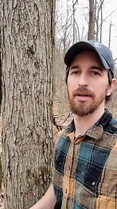 Get drinking water from a tree 🍁 #foryou #fyp #outdoors #maplewater #maplesyrup #survival #bushcraft #selfreliance #health #healthyliving | Avid Outdoorsman