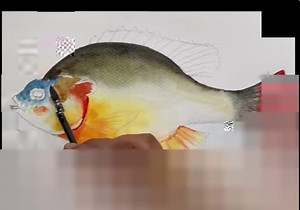 94K views · 684 reactions | How to draw a fish #watercolour #painting #art #drawing #fish | Paintings | Facebook