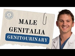 Male Genitalia - Study Tips & Understanding Exam Questions