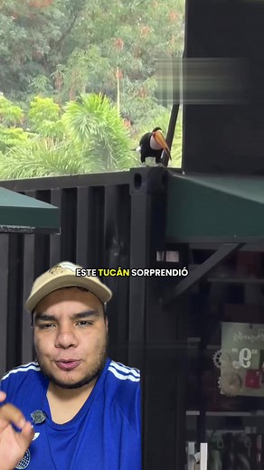 ¡Increíble tucán sorprende a todos!