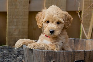 Mini Goldendoodle Names 365  TOP & BEST & CUTE Ideas - PetShoper