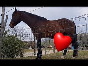 Horse Erection - HD video