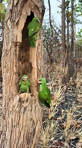 15K views · 267 reactions | Many #birds found in a tree#parrots #birds #parrotsofinstagram #bird #parrot #birdsofinstagram #parrotlover #pets #parrotlife #animals #pet #Real ] | Champagnemike | Facebook