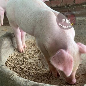 6K views · 307 reactions | Piglets Three Weeks Farming, Best Pig Breed #pig #farm #pigvideos | Pig Videos | Facebook