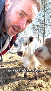 15K views · 1.3K reactions | What is 'Chondro Positive' & How Big Will They Get?  #minicow #chondrodysplasia #farmanimals #petcows #fluffyfeatherfarm | Fluffy Feather Farm | Facebook