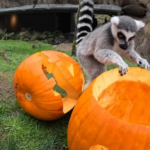 PSL pumpkin spice lemurs | Oregon Zoo