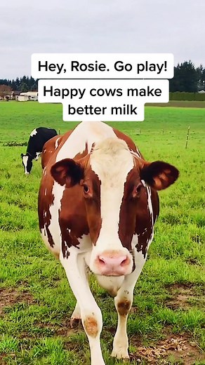 Happy cows make better milk! #organicvalley #dairyfarming #farmtok #farmlife #organicdairy #cutecows