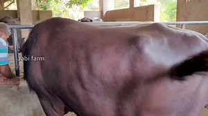 721K views · 4K reactions | ബലി പെരുന്നാളിന് അനുയോജ്യമായ വലിയ പോത്തുകൾ #OKRbuffallofarm #malappuram | Jabi farm | Facebook