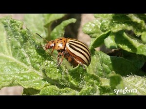 Major Potato Insect Pests