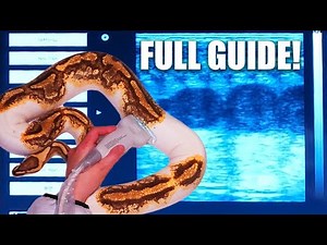 How To Ultrasound Your Ball Python - FULL GUIDE