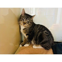Santa Fe, NM - Domestic Shorthair. Meet BARTHOLOMEW a Pet for Adoption - AdoptaPet.com