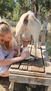 143K views · 2.7K reactions | It's a Race To The Milk Stand This Morning #milk #dairygoats #goats  | Elizabeth Kirk | Facebook