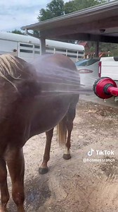 Summer and Frenchie are alll about the hose! 🤣🤣🥰 They are from Canada, so this Texas heat is a whole new level for them. ❤️ Look how relaxed Summer is, enjoying every single drop of this 🤣😍❤️ They're such sweet girls! We're so lucky to have them here on the Ranch! 🥹😍❤️ #Ranch #RanchLife #Mares #MaresOfIntsagram #Horse #Horses #HorsesofInstagram #HMR #HotMessRanch #Donknation | Hot Mess Ranch