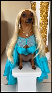 7.3K views · 183 reactions | Meu Pinscher Dançando Funk Vai Te Fazer Rebolar de Rir!  De dia ele é todo comportado, mas à noite… vira a sensação do baile! 羅✅❌ Prepare-se para ver esse mini furacão esbanjando carisma e gingado no ritmo do funk!  #PinscherDançarino #FunkDoDog #ViralPet #alegriaemquatropatas | Kitempoje | Facebook