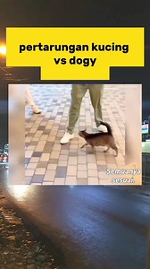 pertarungan kucing vs dogy | PLAT AA