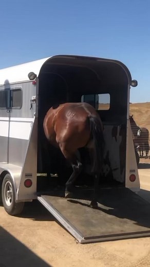 1.8K views · 58 reactions | Have you ever wondered where to start with an OTTB? #ottb #thoroughbred #equestrian #TAA #horses #ottbsofinstagram #thoroughbredsofinstagram #equestrianlife #exracehorse #horseriding #horsebackriding #equestriansofinstagram #offthetrackthoroughbred#ottbofinstagram #ottblove #thoroughbreds #cuteanimals #racehorse #warmblood | Redwings Horse Sanctuary - California | Facebook