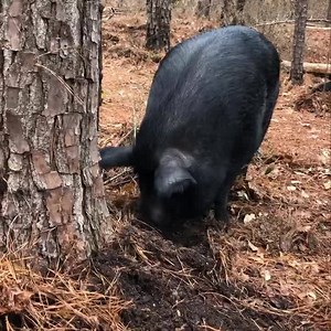 220 reactions · 22 comments | Im teaching Dixie Belle all the steps around here . Now all i got to do is teach Dixie how to bring me snacks in bed 藍 “Being kind to one another is the only way” Love your pets they have bad days to | Scarlett O'Hara The Southern Belle Pig | Facebook