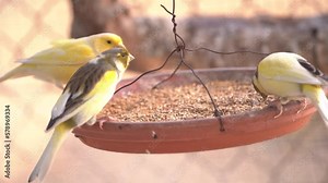 Canary bird inside cage feeding and perch on wooden sticks and wires. Serinus canaria, canaries, island canary, canary, or common canaries birds inside huge cage as captive pet in Spain. Stock ビデオ
