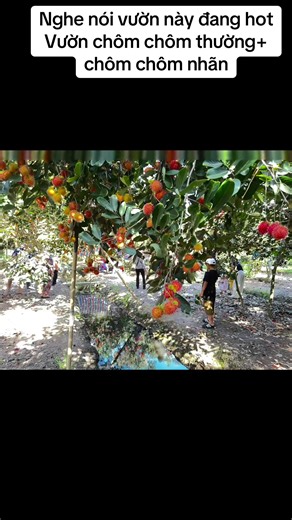 Khu du lịch vườn trái cây Hùng trên TikTok