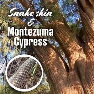 498K views · 2.3K reactions | This Tree Is At Least 400 Years Old  | Crime Pays But Botany Doesn't | Facebook