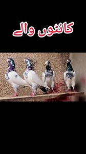 4.9K views · 635 reactions | Ustad sakhi Bhatti Blood Line #pigeons #kabutarlover | Pakistan pigeons club | Facebook