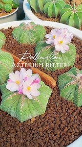 🌵🌵Aztekium ritteri is a species of cactus native to the Mexican state of Nuevo León. เป็นแคคตัสที่หายากตัวนึงเลยค่า ยิ่ฝโตยิ่งมีมูลค่ามากๆ🌸 #cactus #cactus #california #cactuslover #succulents #cactusthailand #cacti #desert #nursery #cactusflower #cactus🌵 #선인장🌵#greenhousee #กระบองเพชร #サボテン #nursery #cactusgardens #cactuslover #cactusclub #desert #aztekium #เทรนด์วันนี้ | Cactus_Sweethouse