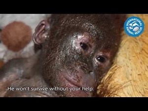 Baby orangutan is rushed to rescue centre in shocking state