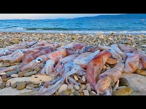 Η ΤΎΧΗ ΧΑΜΟΓΈΛΑΣΕ καί ΒΓΗΚΑΝ ΤΑ ΚΑΛΑΜΆΡΙΑ ❤️ ΨΆΡΕΜΑ με αρκετή ΖΈΣΤΗ σε ΚΑΛΟΚΑΙΡΙΝΟ ΣΚΗΝΙΚΟ.
