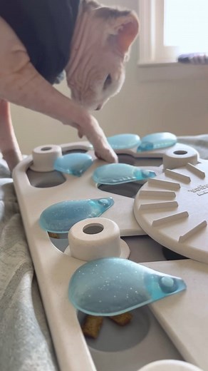 5.3K views · 127 reactions | My NEW TREAT PUZZLE (feat. super-loud snuffle purrs)  | Beebsposting | Facebook