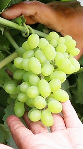 122K views · 3.7K reactions | Indian Grapes in Pakistan #FacebookPage #instafood #instagramers #grapes #foryou #islamabad #travelblogger #instagram #instagramreel #insta #Pakistan | Arshad VLOG | Facebook