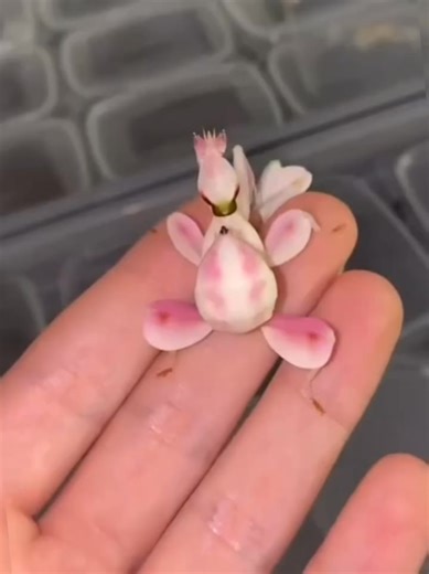 1.7K views · 29 reactions | This ain’t a flower—it’s an assassin in drag. Meet the pink orchid mantis (Hymenopus coronatus), a real-life bug that cosplays as a petal... just to ambush lunch. Nature’s deadliest runway model.  Tag someone who’d still try to smell it. #PinkOrchidMantis #NatureIsWild #beautifulbutdeadly | Cronus | Facebook