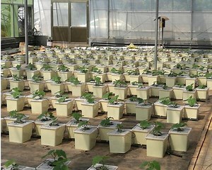 [Hot Item] Dutch Bucket Hydroponic Growing System Dutch Bato Bucket for Sale