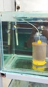 Tropheus Duboisi Maswa | Hobihanem