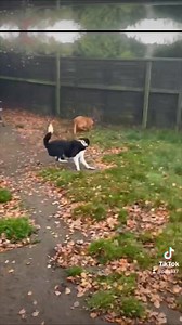 The crazy Wednesday gang😆🥰 | Pedigree-Pals