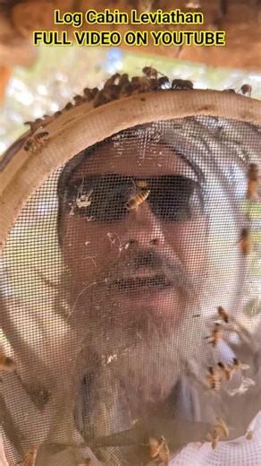 1.1M views · 10K reactions | #killerbeeguy #invasivespecies #killerbee #honeybee | Killer Bee Guy | Facebook