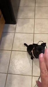 1.6K views · 32 reactions | Darling Aggie is available for adoption....