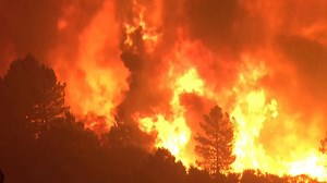 Forest fires reach record levels across globe