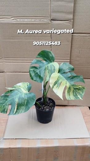 Monstera Aurea variegated 🥰 Same plant available ✅ Whatsapp - 9051125483 | Oxyflora Paradise