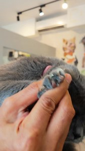 421K views · 20K reactions | Kissing my Cat clients, yay? or nay? This is Moolah, a British shorthair who is a brother of Salvio. Of course, he is expected to be as chill as Salvio, and who wouldn't kiss these cats right? They're so well behaved and so cute!!! https://youtu.be/6PW5Jpk7jmg | The Calm Cat Whisperer | Facebook